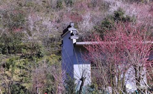梅花