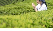 醉是书中一抹“茶香”