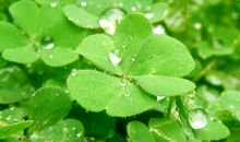 珍藏一片四叶草