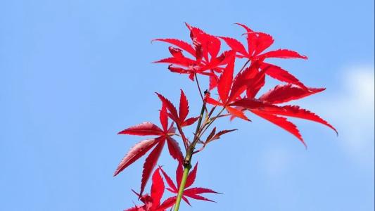 枫叶是红色的