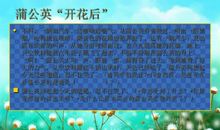 蒲公英的梦续编