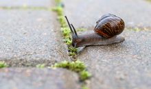 蜗牛的悲剧