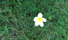 我读懂了山间花草