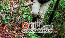 梦想可以穿越荆棘