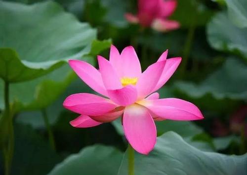 我是一朵莲花。