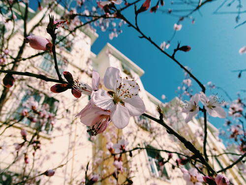 什么！桃花