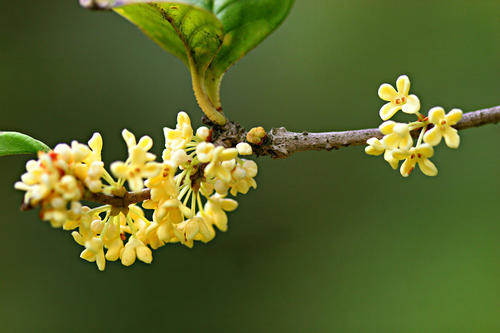 金色秋季节日桂花