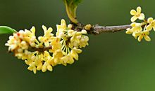 金秋时节桂花香