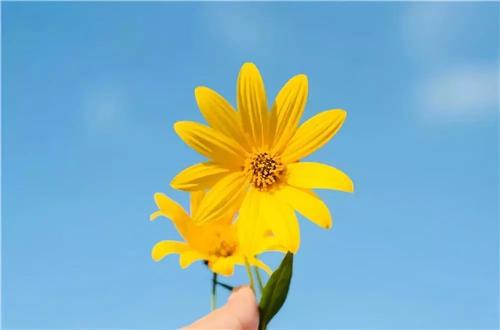 感激的花朵