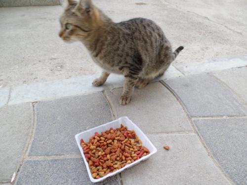 喂稻草猫