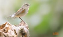 我只是一只小小鸟