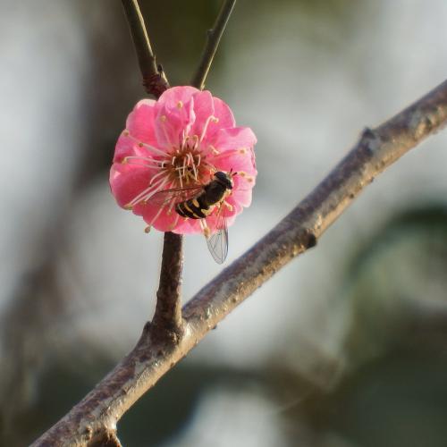 灵魂中的梅花