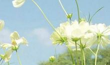 倾听心灵的召唤