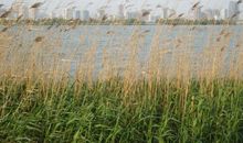 芦苇丛中的春天