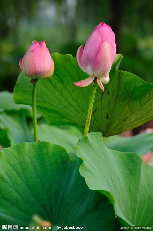 我学到了一朵莲花