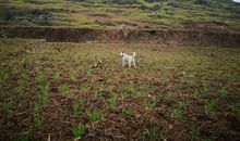 真正的“实心人”