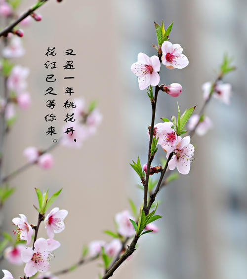 桃花的另一年