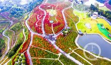 植物园里的选秀大赛