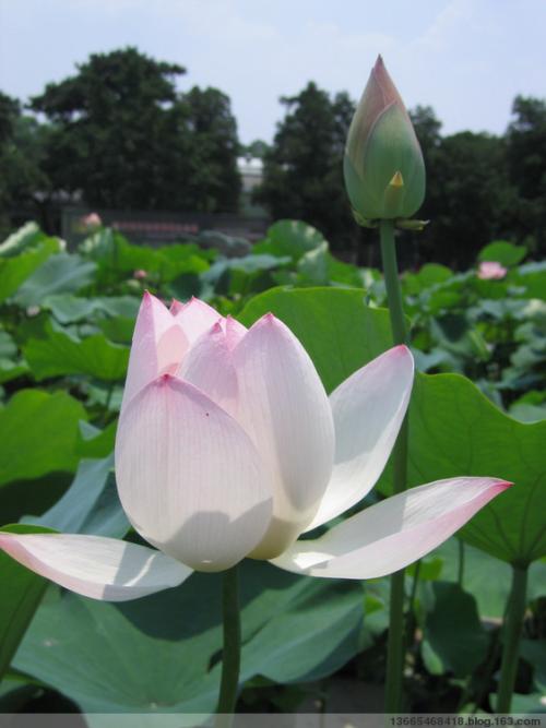 “莲花”诗歌