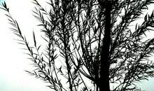 留在心里的那棵树