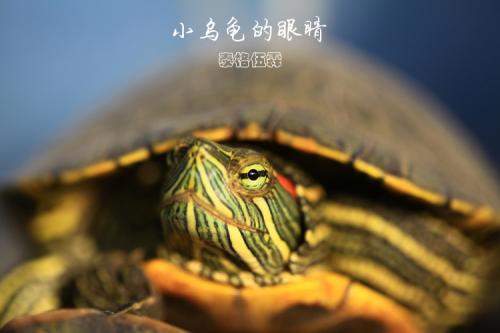 胖小乌龟