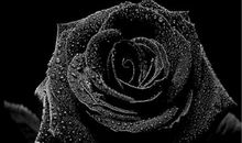 我最喜欢的动物——黑玫瑰