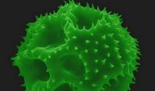 共享时代的显微镜