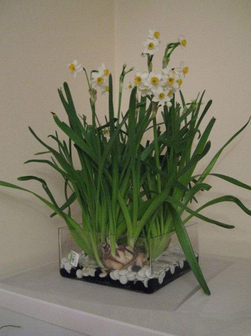 水仙花生长
