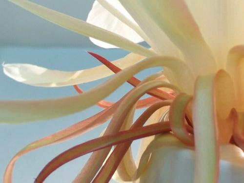 谁是芬芳的灵魂？