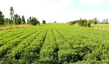 青园十年——我记得