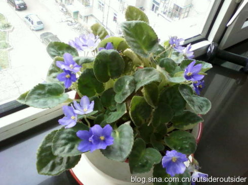 罗拉花的另一年