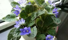 又是一年罗兰花开时