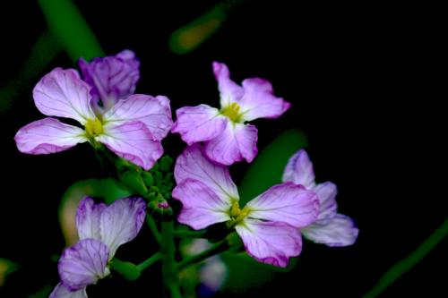 萝卜花
