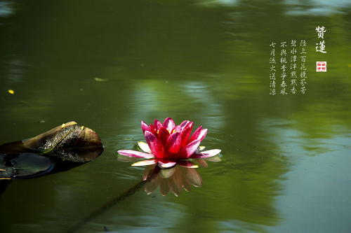 读莲花