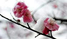 迎春花牵动我的情思