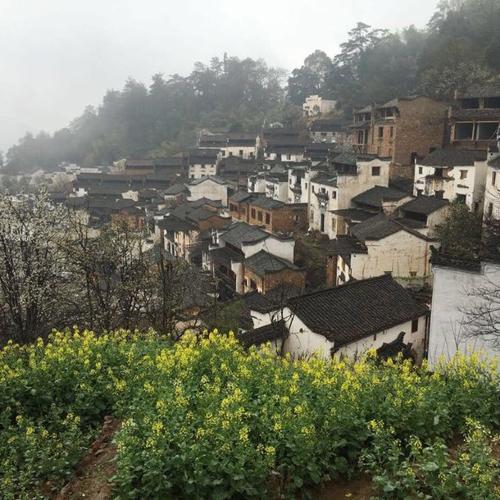 我同意油菜籽