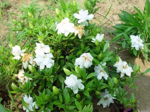 芳香栀子花