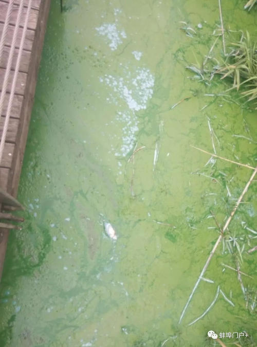 龙掌湖