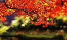 秋雨，滋润了我的心