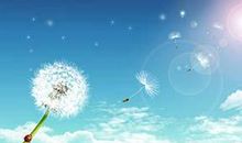 假如我是一个蒲公英