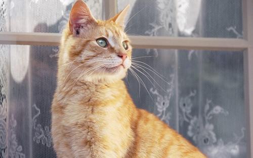 可爱的小橘子猫