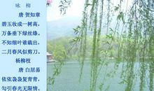 愿做青海高原的柳树