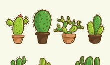 与仙人掌一起走过的日子