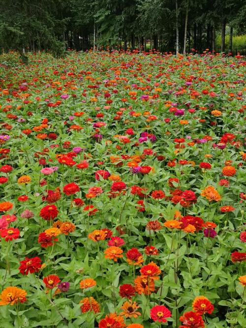 四季百季花园