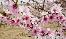 我家阳台前的桃树