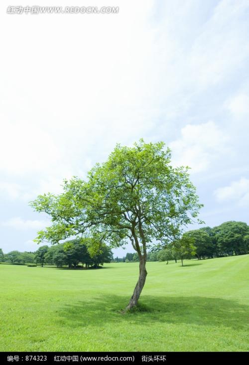 我坐在树下