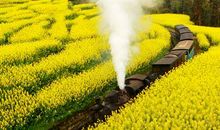 我的植物朋友油菜花作文三年级300字