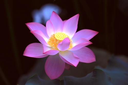 走出泥泞，没有染色，莲花
