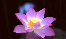 出淤泥而不染·莲