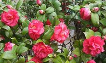 我喜爱春天之美